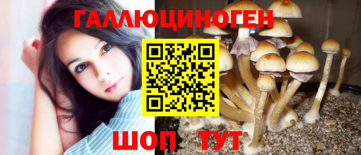 Галлюциногенные грибы Psilocybe Фрязино